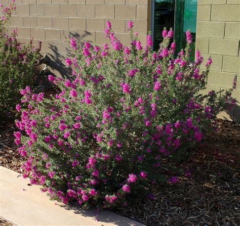 10 Drought Tolerant Shrubs That Thrive In Full Sun And Reflected Heat