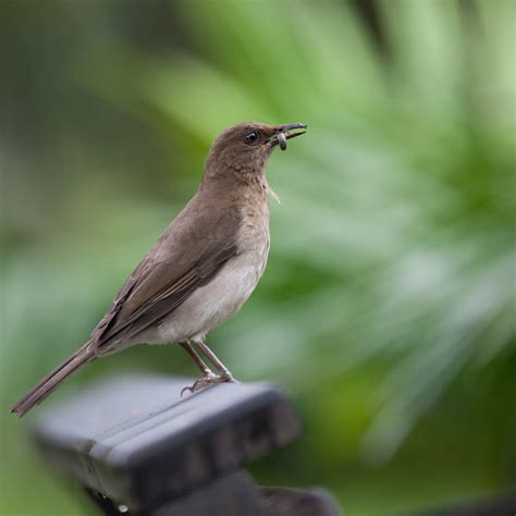 Stemmer fra dybet — singvogel. Singvogel 4 Foto & Bild | tiere, wildlife, wild lebende ...