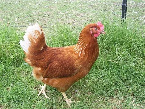 Isa Brown Chicken Characteristics Origin Breed Info And Lifespan
