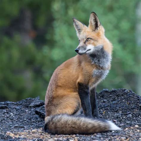 Sitting Fox Diamond Photography Fox Pictures Foxes Photography Fox