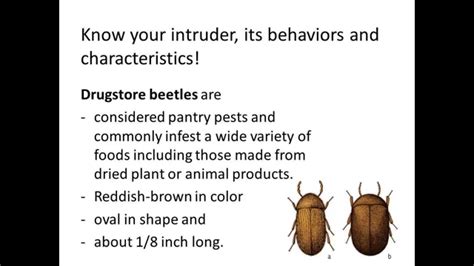 Second only to termites, some wood boring beetles can cause as much damage, but the process is slower than with termites. Fly Control, How to Get Rid of Drugstore Beetles - YouTube