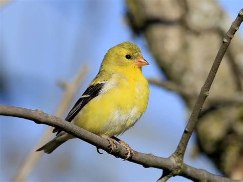 American Goldfinch Ebird