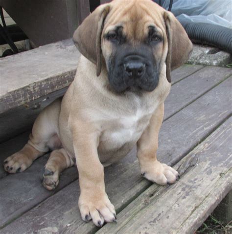Boerboel Puppies For Sale Crown Point In 233456