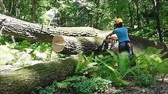 Uprooted Red Oak Recovery | Urban Logging