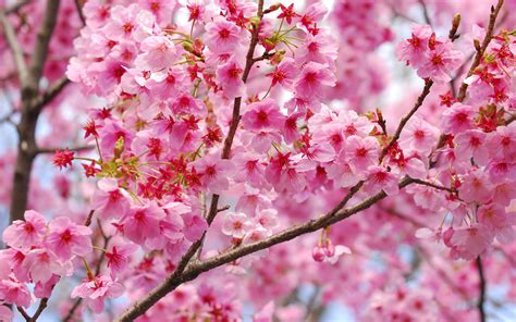 Fondos De Pantalla 3840x2400 Floración De árboles Sakura Cerezo Rama