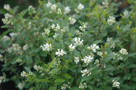 Ligustrum Amurense Amur Privet Garden Center Marketing