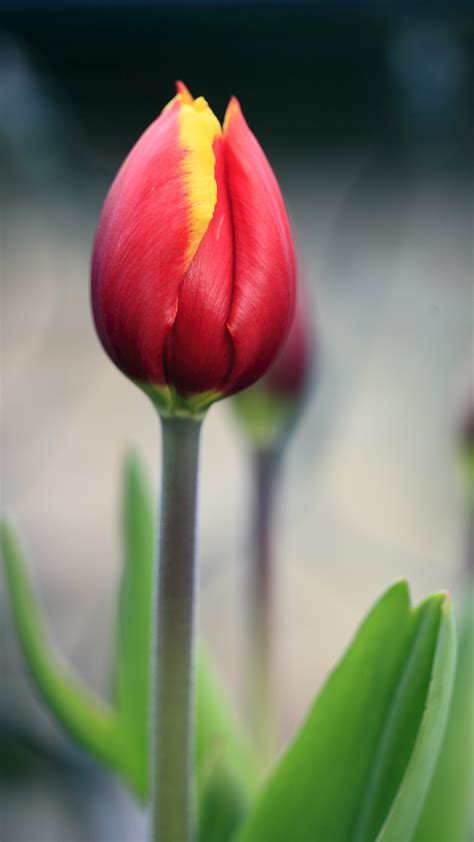 Red Tulip Htc Wallpaper Best Htc One Wallpapers Free
