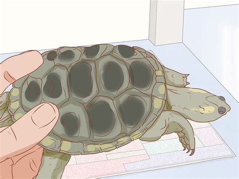 I really believe that turtles. 3 Ways to Take Care of Mini Pet Turtles - wikiHow