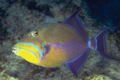 Queen Triggerfish Fishes