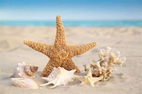 Starfish And Beautiful Seashells On Beach Stock Image Image Of Design