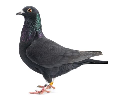 Jan 18, 2016 · pigeons: Pin on Pigeons