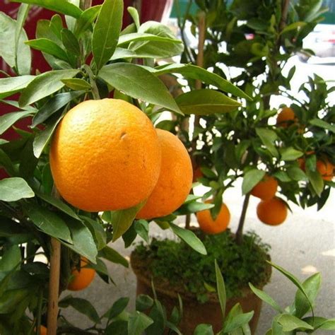 How to root prune a potted tree (video guide) guide to fruit tree rootstocks; ZEROYOYO Mini Bonsai Tree Balcony Patio Potted Fruit Trees ...