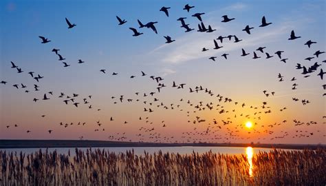 Enjoy The Beauty Of Fall Bird Migration From The Comfort Of Your Home