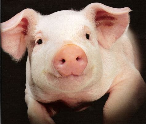 All Funnycutecool And Amazing Animals Cute Pigs Images And Pictures 2012