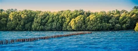Beautiful Panoramic Of Healthy Lush Mangrove Forest Stock Image Image