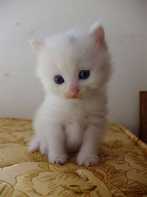 Whitekittens Kittens Cutest Baby Cute Cats Kittens Cutest