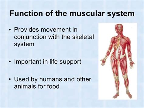 Muscles And Muscular System In Humans And Animals