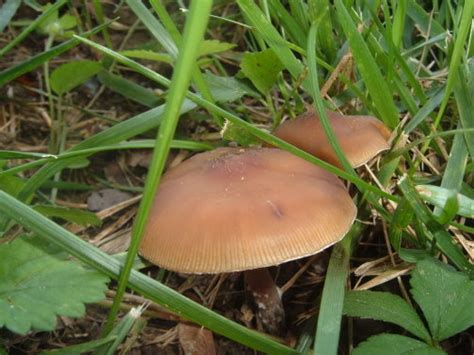 Psychedelic Mushrooms In Ga All Mushroom Info