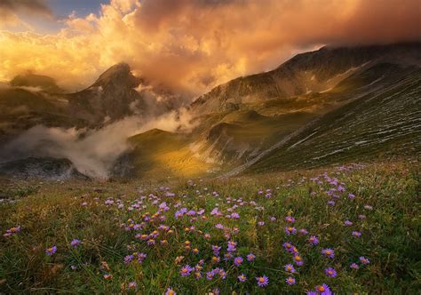 Bed Of Purple Petaled Flowers Mountains Sunset Clouds Flowers Hd