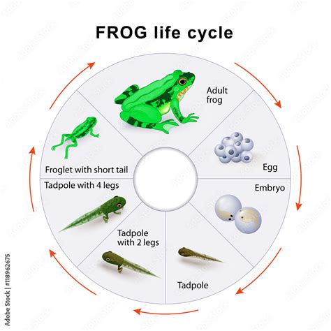 Frog Life Cycle Amphibian Metamorphosis Stock Vector Adobe Stock