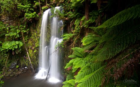 Great Otway National Park Victoria Australian Geographic