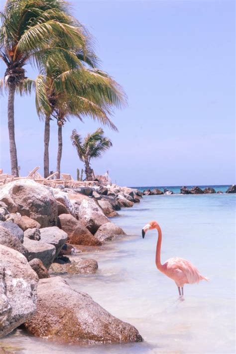 How To Plan The Ultimate Romantic Aruba Honeymoon Caribbean Travel Aruba Honeymoon Romantic