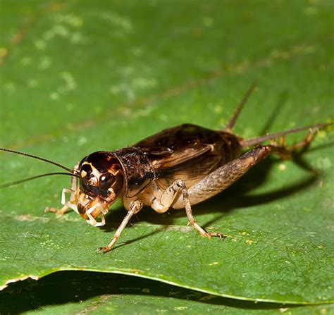 Cricket Insect African Field Cricket Gryllus Bimaculatus Image Free