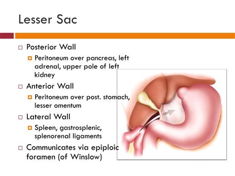 The description of the layers of tissue above vs. PPT - Fascia of the Abdomen PowerPoint Presentation - ID ...