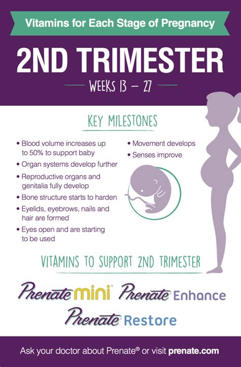 When Is The 2nd Trimester In Pregnancy Pregnancywalls