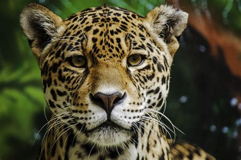 The Wild Jaguars Of Mexico Have Some Good News To Share