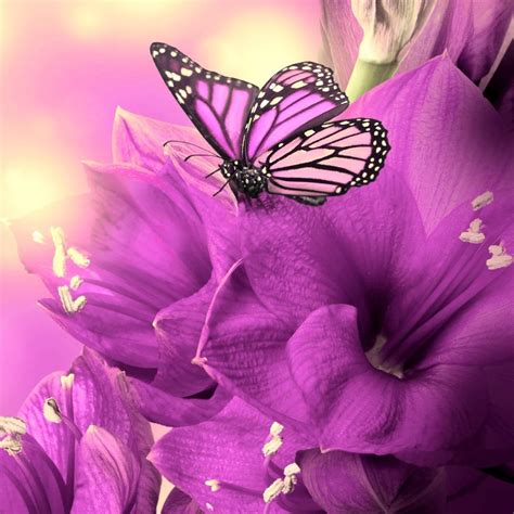 75 3d Butterfly Wallpaper On Wallpapersafari