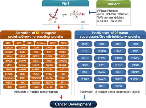 Frontiers Function Of Pin1 In Cancer Development And Its Inhibitors