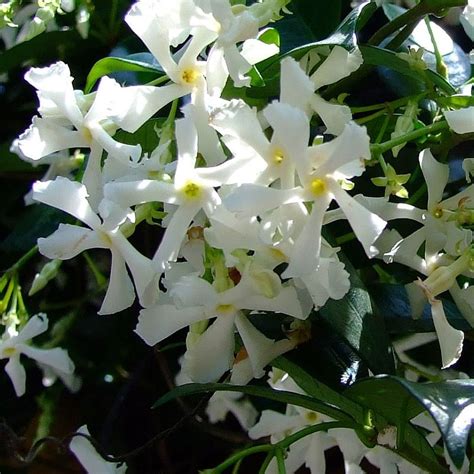 Contextual translation of jasmine flower into malay. TRACHELOSPERMUM JASMINOIDES - STAR JASMINE 30cm / 300mm