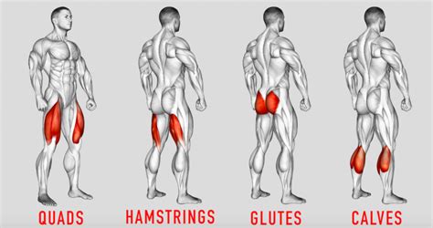 Lower Body Workout For Growth Guide