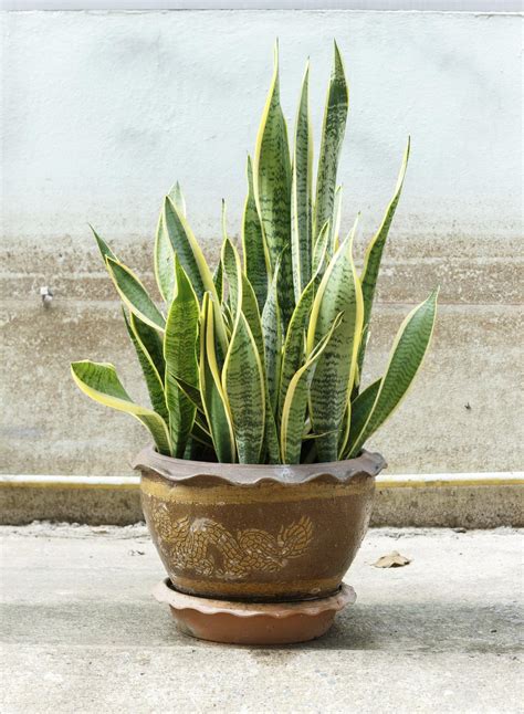 How To Take Care Of A Snake Plant 8 Steps