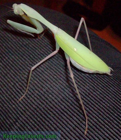 Giant Praying Mantis Size