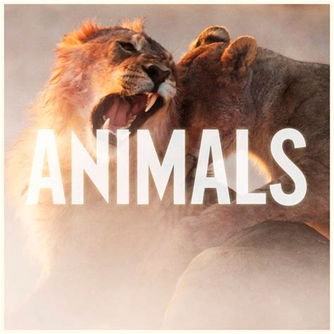 We did not find results for: Maroon 5: Animals, la portada de la canción