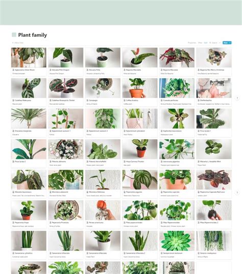 21 Aesthetic Notion Dashboards From The Community Notions Plants