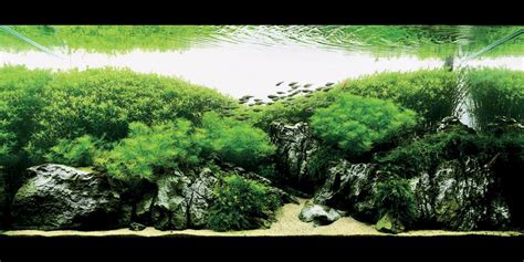 Creating nature aquarium to build an aquascape where the fish confuse with natural environment and to recreate a natural ecosystem in full scale is simply one of the great ambitions. Takashi amano Aquarium nature | Aquarium landscape ...