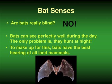Are Bats Really Blind Blinds