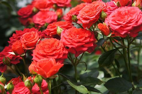 Even its leaves are scented, smelling of dill when wet. 6 Things to Consider When Growing Roses | Rose Maintenance | Balcony Garden Web