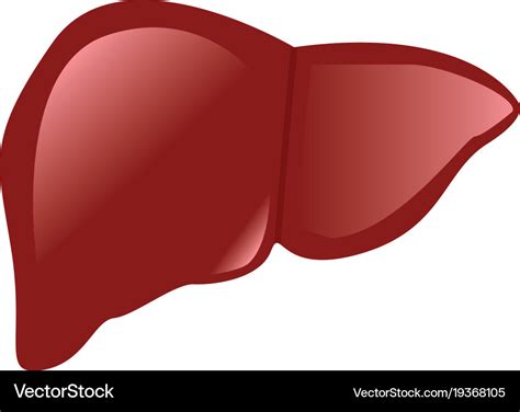 Liver Vector Illustration