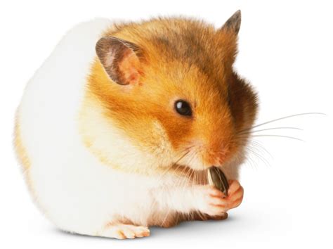 Hamster Facts Types Of Hamsters Dk Find Out