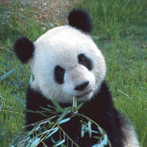 Panda Bear Diet Tblefor2