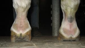 Note the low heel on the left foot and the high heel on the right foot. Horse Hoof Irregularities: Club Foot - Integrity Horse Feed