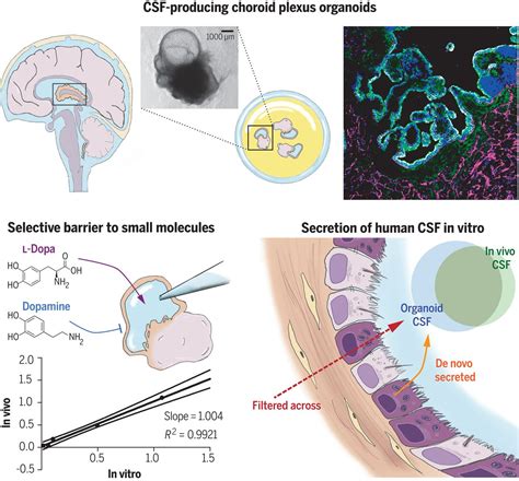 Human Cns Barrier Forming Organoids With Cerebrospinal Fluid Production