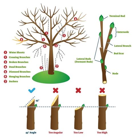 What Is Pruning Importance Methods And Pruning Process Treecutpro