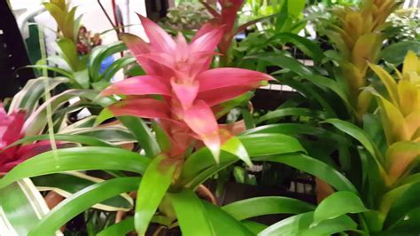 How To Care For A Bromeliad Plant Donna Joshi Youtube