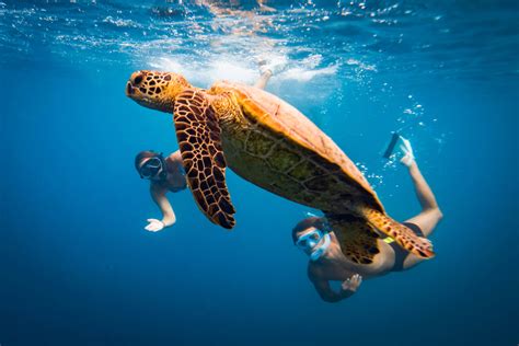 Swimming With Turtles Cook Islands 10 Reasons Why You Have To