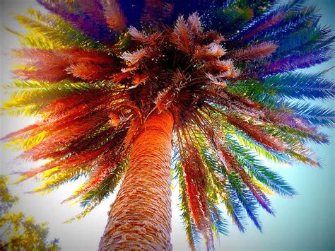 psychedelic palm tree by amy nichter